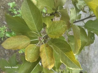 텃밭농님의 사과 · 병해충상담 작성글 사진