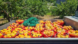 종합선물세트님의 복숭아 · 영농일지 작성글 사진