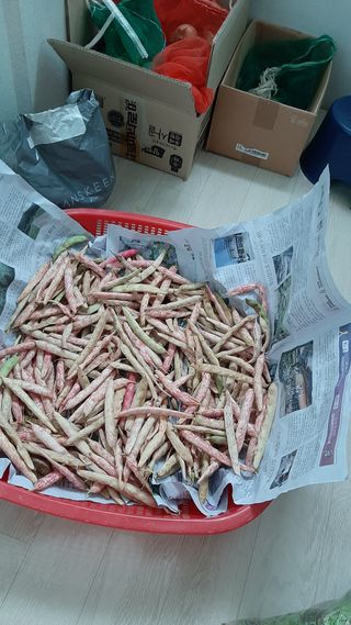 향양농장 사랑합니다님의 콩 · 자유게시판 작성글 사진