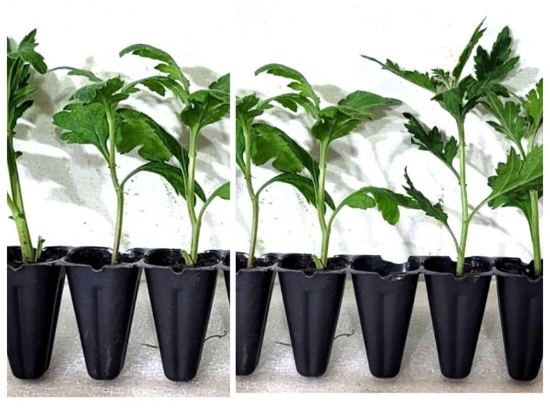 사랑꽃농장님의 장터 판매 상품 [50%국화 모종8종8색5세트(40개)] 첨부 사진