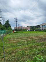 팜모닝 들깨·영농일지 게시글 이미지