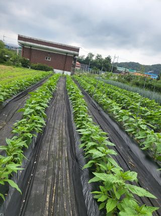 노후를풍요롭게님의 들깨 · 영농일지 작성글 사진