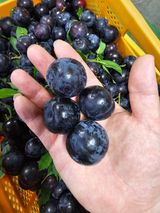 팜모닝 · 게시글 이미지