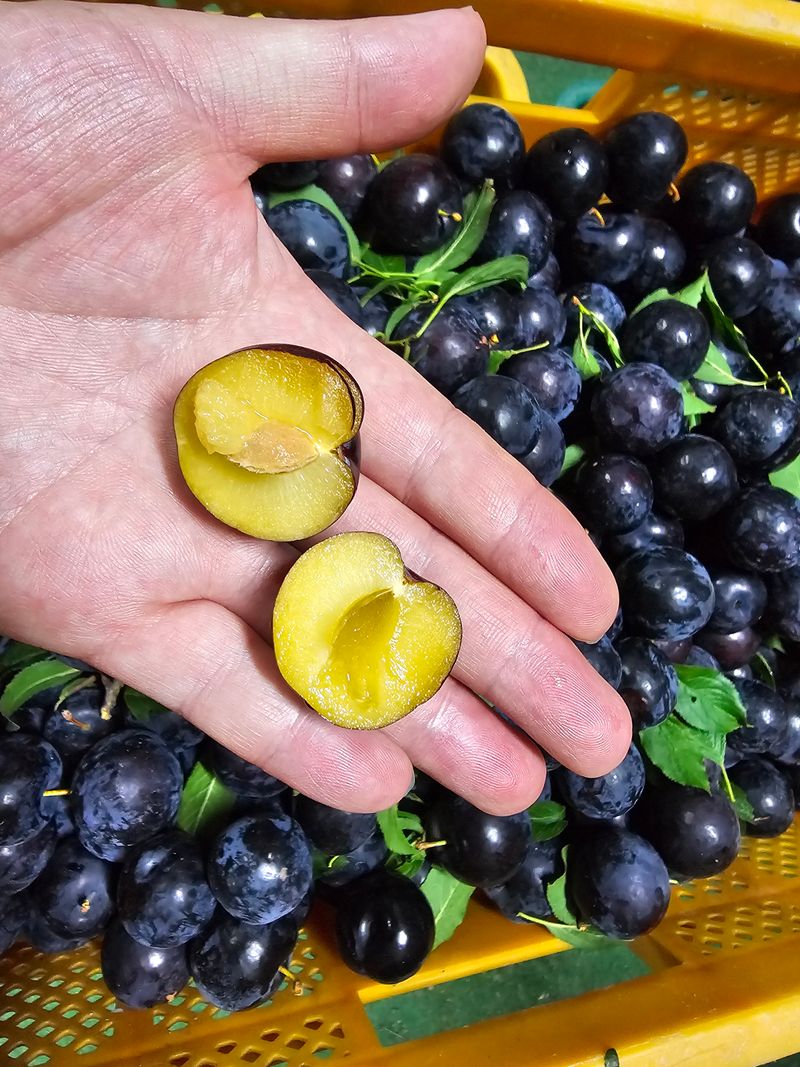 천승준님의 장터 판매 상품 [바이오자두(노랑체리)2kg] 첨부 사진