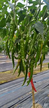 팜모닝 자유주제·자유게시판 게시글 이미지