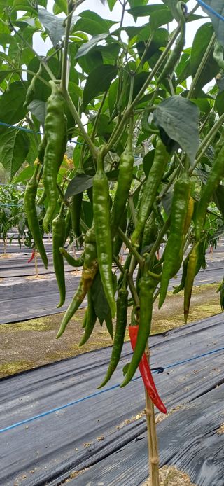 지리산농심님의 자유주제 · 자유게시판 작성글 사진