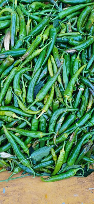 지리산농심님의 자유주제 · 자유게시판 작성글 사진