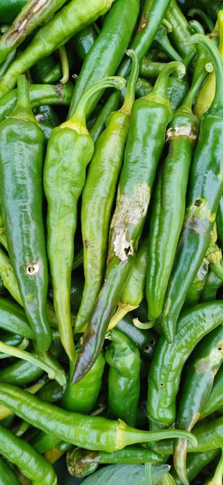 지리산농심님의 자유주제 · 자유게시판 작성글 사진