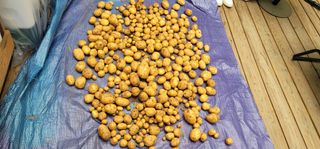 산솔바람님의 감자 · 영농일지 작성글 사진