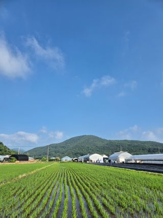 광주독수리님의 콩 · 영농일지 작성글 사진