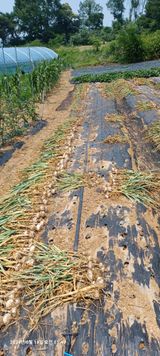 팜모닝 마늘·영농일지 게시글 이미지