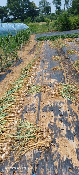 참깨6080님의 마늘 · 영농일지 작성글 사진