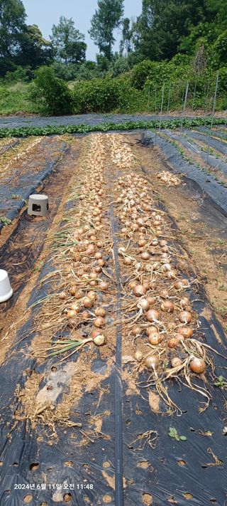 참깨6080님의 마늘 · 영농일지 작성글 사진
