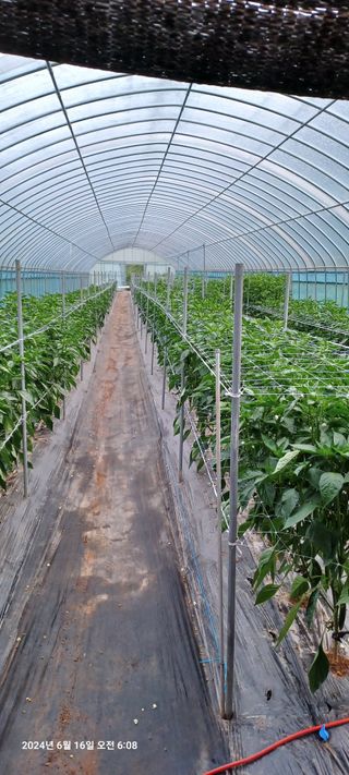 참깨6080님의 마늘 · 영농일지 작성글 사진