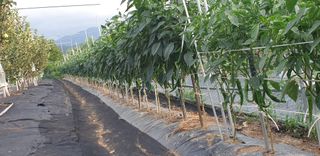 자인면 박덕상님의 자유주제 · 자유게시판 작성글 사진