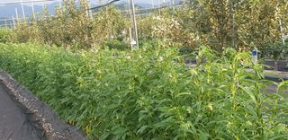 자인면 박덕상님의 자유주제 · 자유게시판 작성글 사진