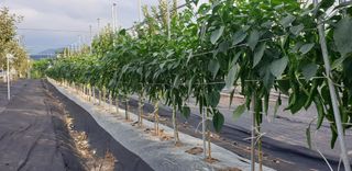 자인면 박덕상님의 자유주제 · 자유게시판 작성글 사진