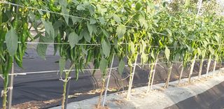 자인면 박덕상님의 자유주제 · 자유게시판 작성글 사진