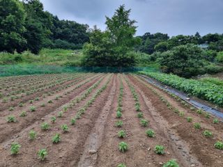 강보이님의 들깨 · 영농일지 작성글 사진