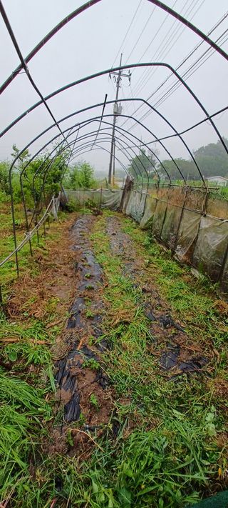보령 게으른농부님의 들깨 · 영농일지 작성글 사진