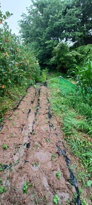 보령 게으른농부님의 들깨 · 영농일지 작성글 사진