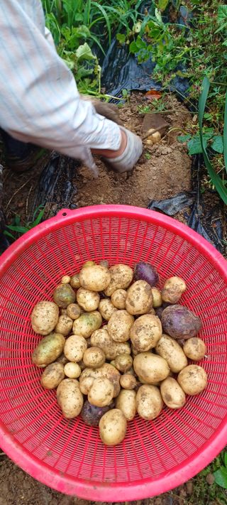 보령 게으른농부님의 들깨 · 영농일지 작성글 사진