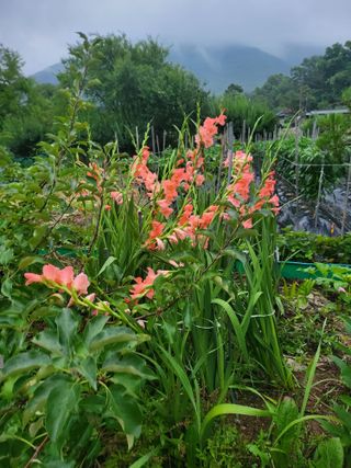 논산상월안정환님의 자유주제 · 자유게시판 작성글 사진