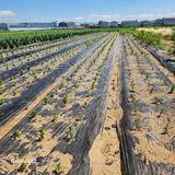 팜모닝 자유주제·자유게시판 게시글 이미지