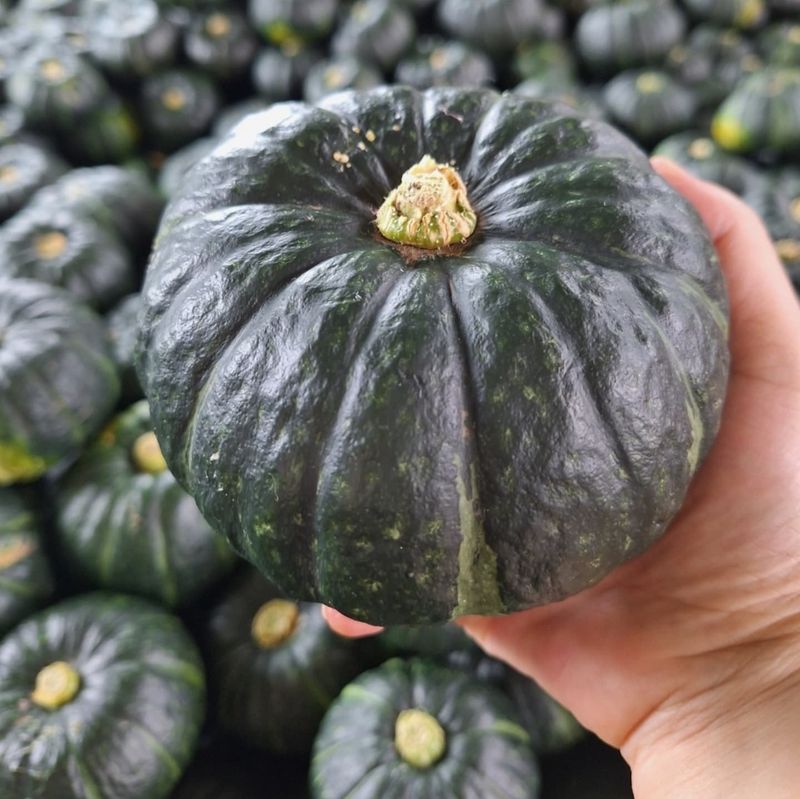 장터 상품 [제주미니밤호박5kg] 썸네일