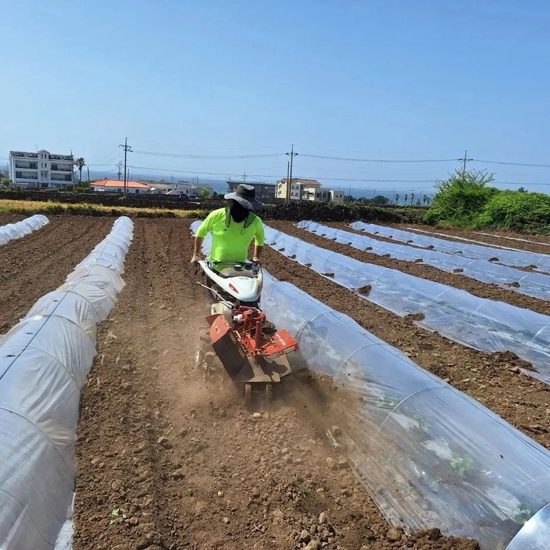 졸바로팜님의 장터 판매 상품 [제주미니밤호박5kg] 첨부 사진