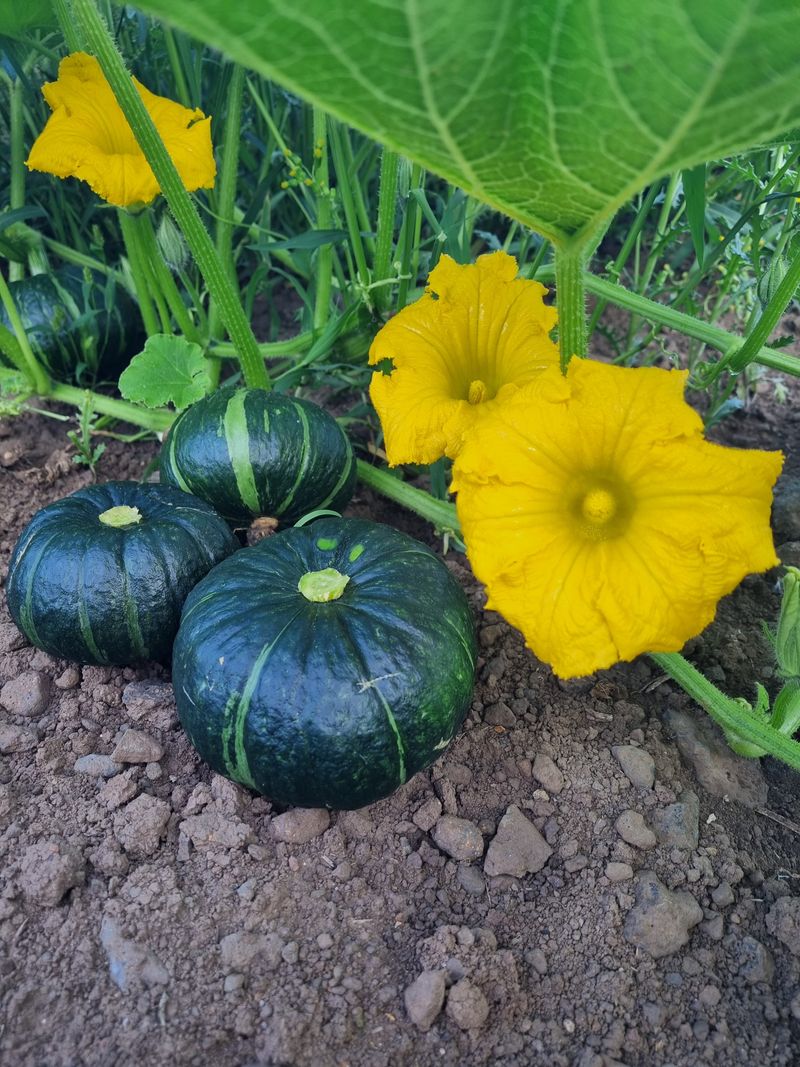 졸바로팜님의 장터 판매 상품 [제주미니밤호박5kg] 첨부 사진