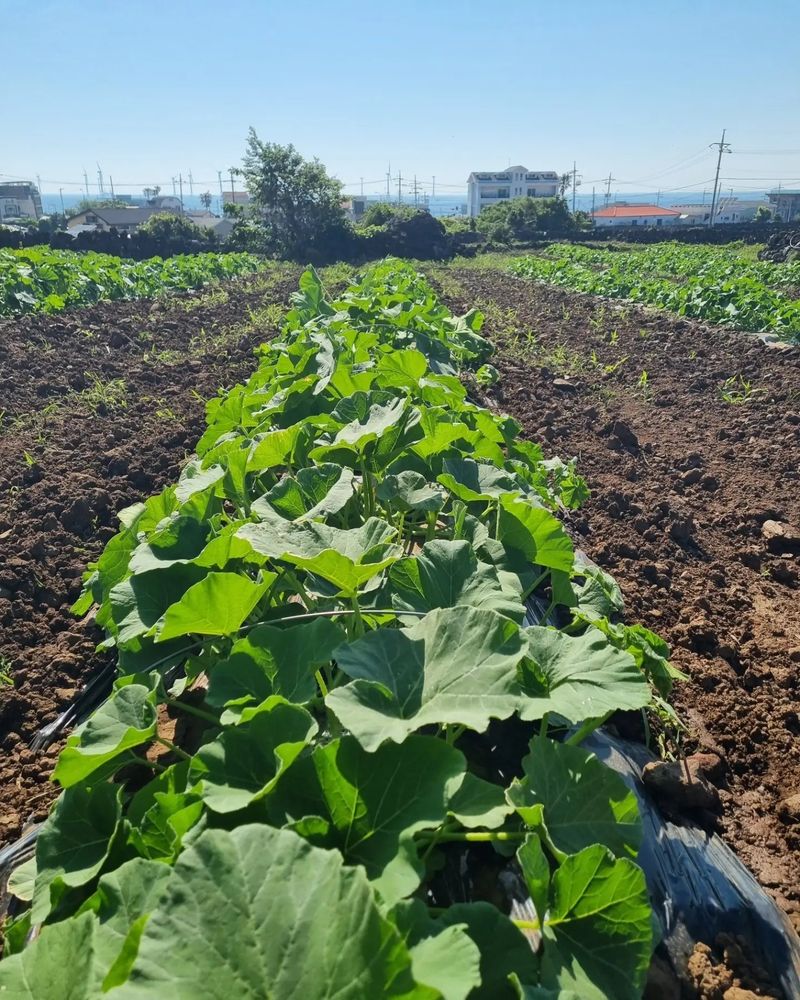 졸바로팜님의 장터 판매 상품 [제주미니밤호박5kg] 첨부 사진