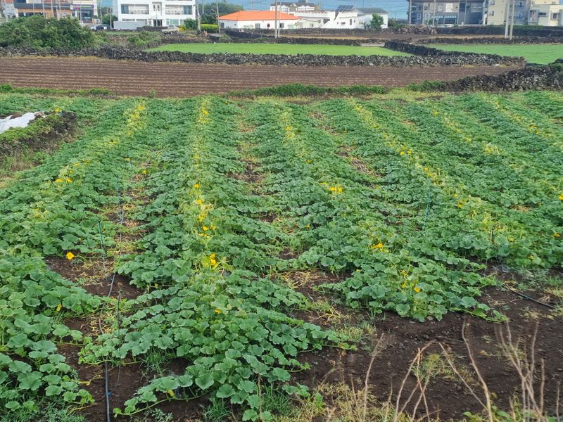 졸바로팜님의 장터 판매 상품 [제주미니밤호박5kg] 첨부 사진