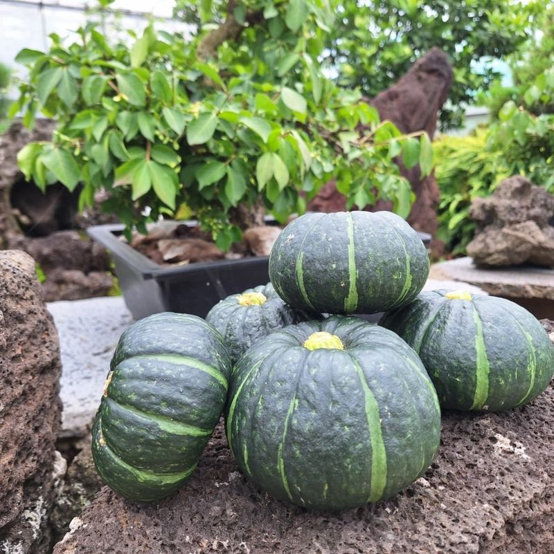 졸바로팜님의 장터 판매 상품 [제주미니밤호박5kg] 첨부 사진