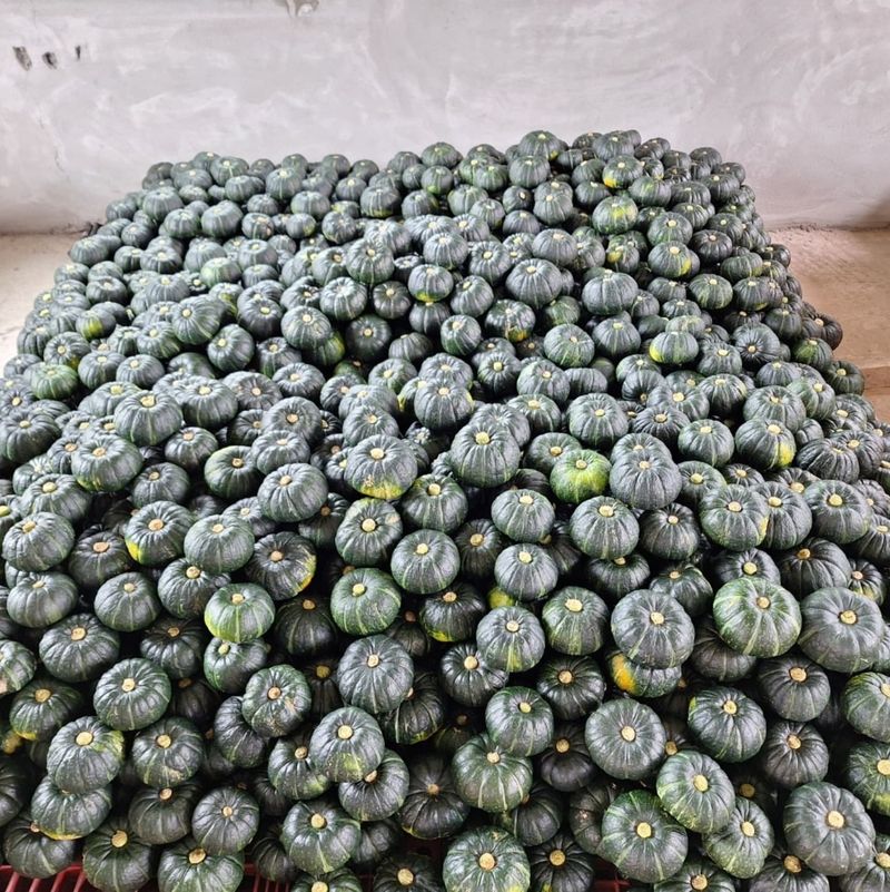 졸바로팜님의 장터 판매 상품 [제주미니밤호박5kg] 첨부 사진