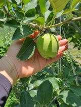 팜모닝 사과·영농일지 게시글 이미지