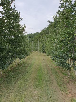 의성,군위 나상덕님의 사과 · 영농일지 작성글 사진