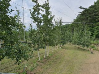 의성,군위 나상덕님의 사과 · 영농일지 작성글 사진