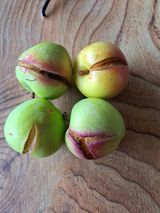 팜모닝 자두·병해충상담 게시글 이미지