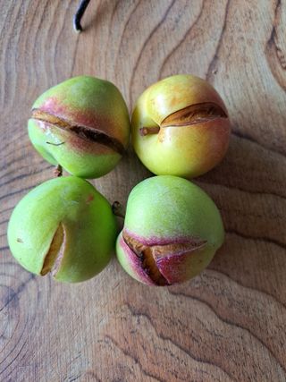 서종국님의 자두 · 병해충상담 작성글 사진