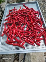 팜모닝 고추·일상 게시글 이미지