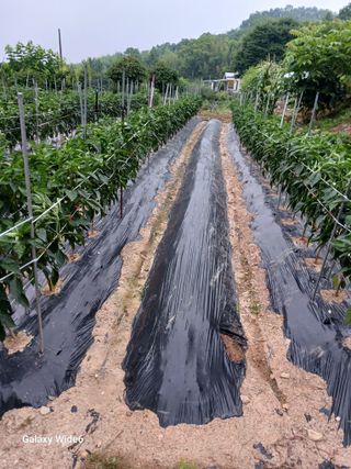 덕촌님의 고추 · 일상 작성글 사진