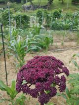 팜모닝 자유주제·자유게시판 게시글 이미지