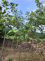 팜모닝 사과·병해충상담 게시글 이미지