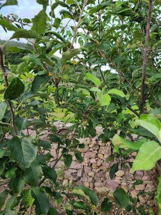 귤10577님의 사과 · 병해충상담 작성글 사진