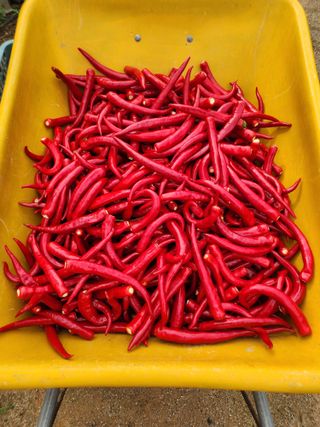 두리농장님의 고추 · 일상 작성글 사진