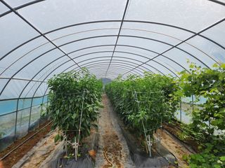 두리농장님의 고추 · 일상 작성글 사진