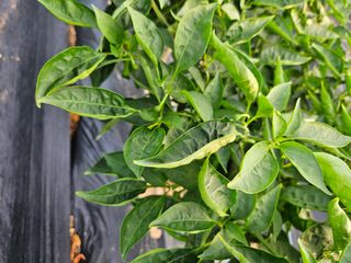 고추10614님의 고추 · 병해충상담 작성글 사진