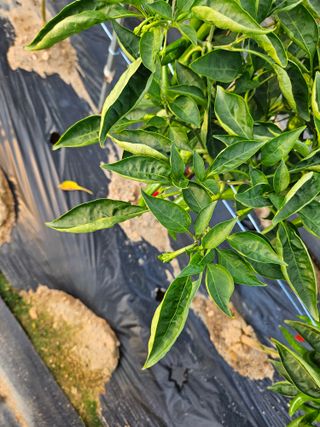 고추10614님의 고추 · 병해충상담 작성글 사진