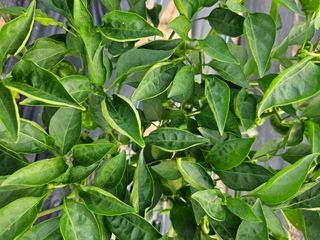 고추10614님의 고추 · 병해충상담 작성글 사진